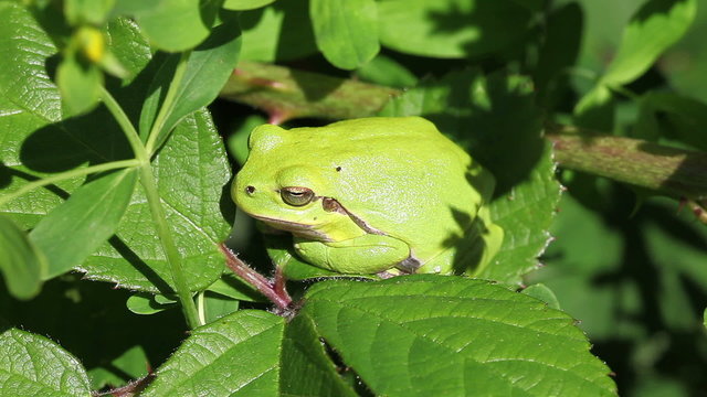 Laubfrosch