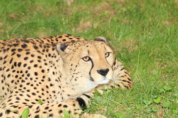 Cheetah in the nature