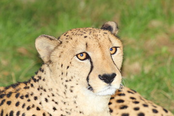 Cheetah in the nature