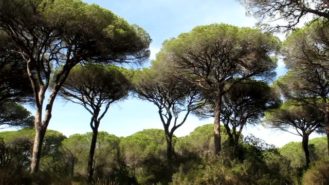 Pineta, Marina di Grosseto, Maremma Toscana - Pinewood