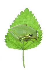 Green Tree Frog