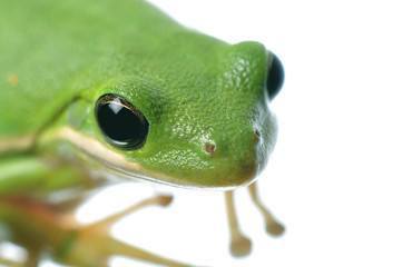 Green Tree Frog