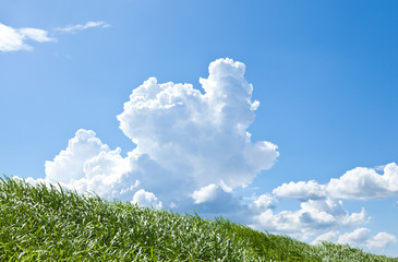 Grass and summer thunderhead