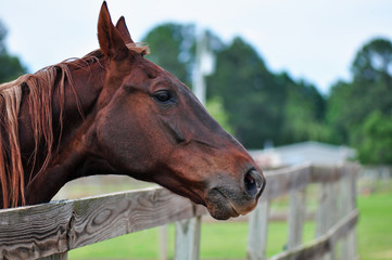 Fototapeta premium Horse