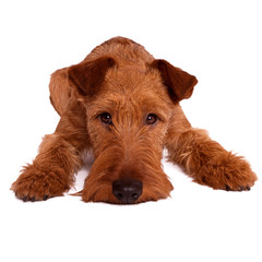 Irish terrier