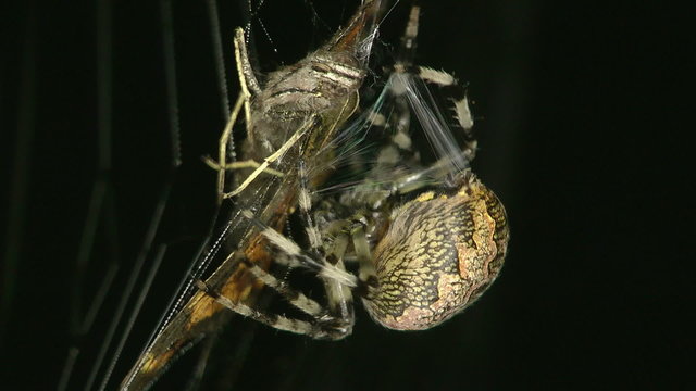 spider on the hunt