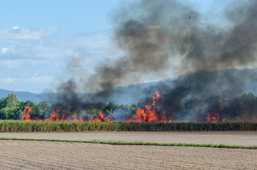 サトウキビ畑で焼畑