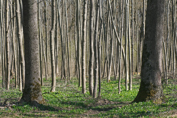 Naklejka premium Baumstämme im Wald