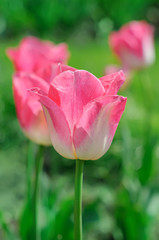 Pink beautiful tulips