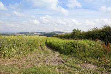 summer conservation landscape