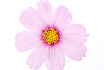Fototapeta розовый цветок obraz