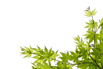 Green leaves on white background