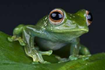 Emerald treefrog / Boophis luteus