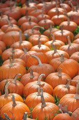 Pumpkins