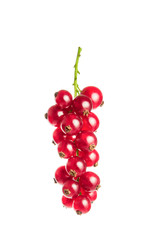 Rote Johannisbeeren