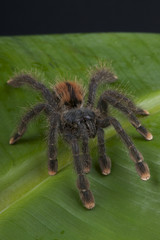 Pinktoe tarantula / Avicularia avicularia