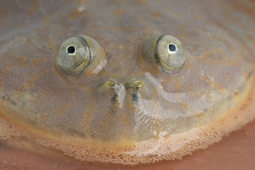 Budgett's Frog / Lepidobatrachus laevis