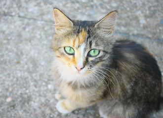 Obraz premium petit chat,beaux yeux verts