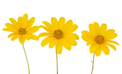 yellow flower isolated