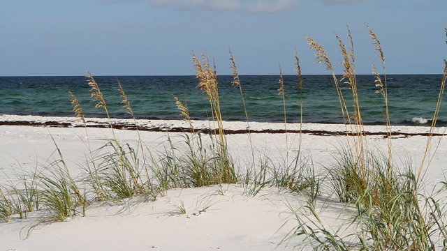 Gulf Coast Sea Oats