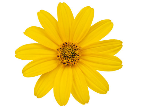 Fototapeta yellow flower isolated