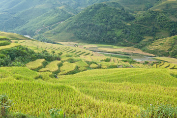 Fototapeta na wymiar Rice terraces in the mountains