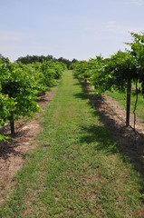 Naklejka premium Grape Vineyard Winery