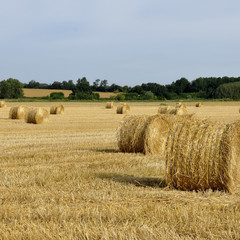 Champ ballots de paille fond