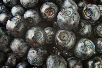 bilberry