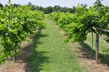 Grape Vineyard Winery