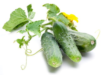 Cucumbers with leaves