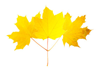 Heap of autumn leaves isolated on white