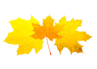 Heap of autumn leaves isolated on white