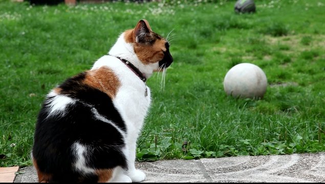 chat