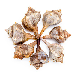 Purple or Spiny Dye Murex, bolinus Brandaris