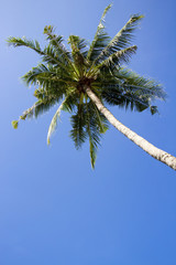 coconut, one coconut palm tree lean sloping