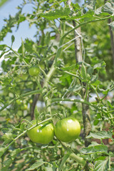 Tomato in garden