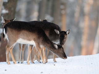 Damwild,Winter, Fallow-deer