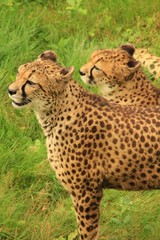 Couple de guépard