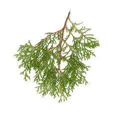 Christmas green framework isolated on white background