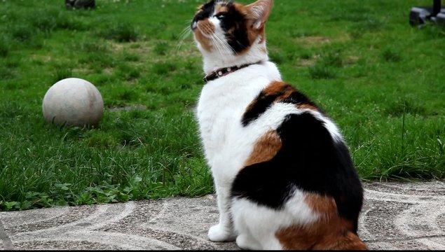 chat