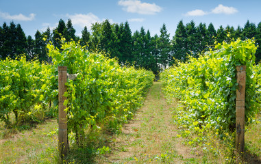 Fototapeta na wymiar Closeup of rows of vines bearing grapes on a sunny day