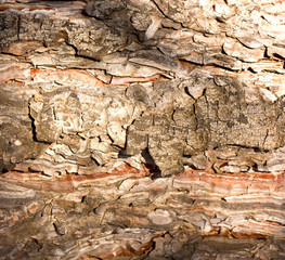 Tree bark texture