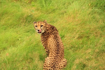 Prédateur - Guépard