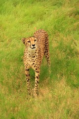 Guépard - Afrique