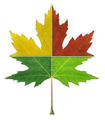 Fototapeta premium Four Seasons Leaf