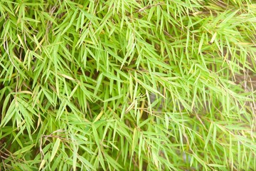 Bamboo leaves