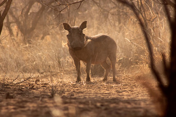 Alert Warthog Male in Dusty Bush