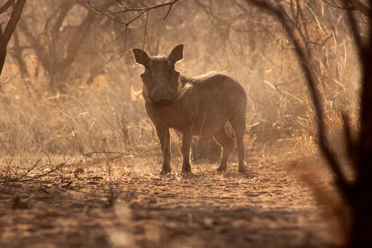 Alert Warthog Male in Dusty Bush