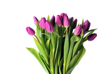 violet tulips